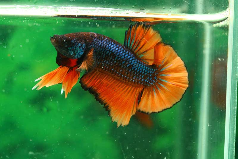 Colorful Betta Fish