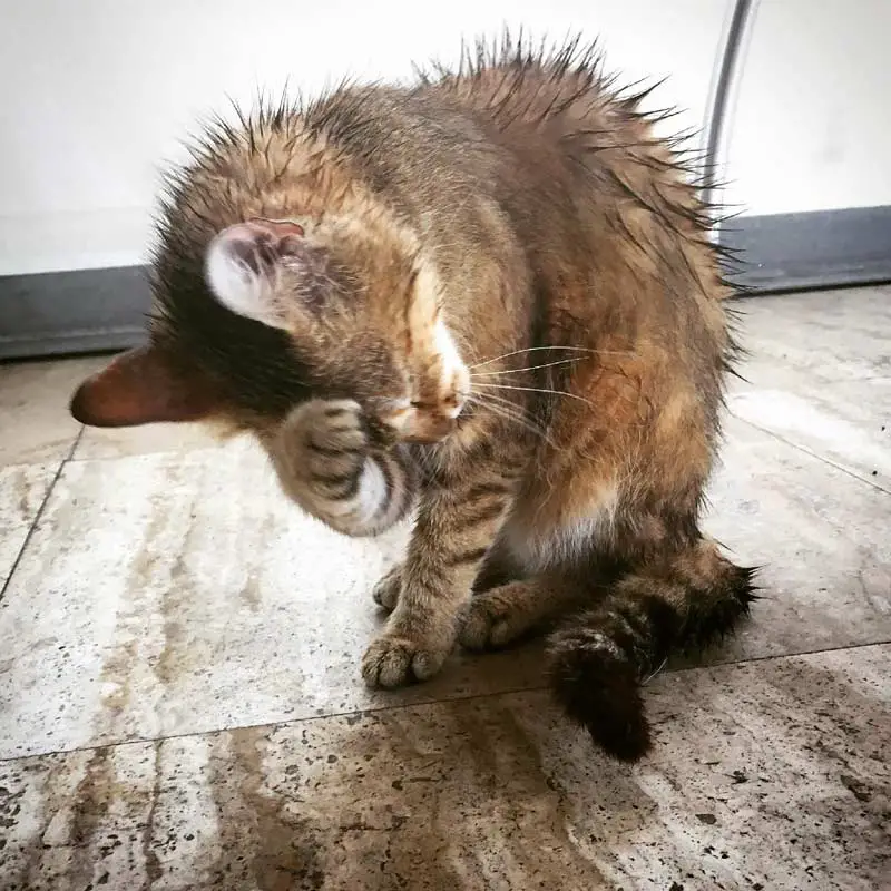 Wet cat from bath