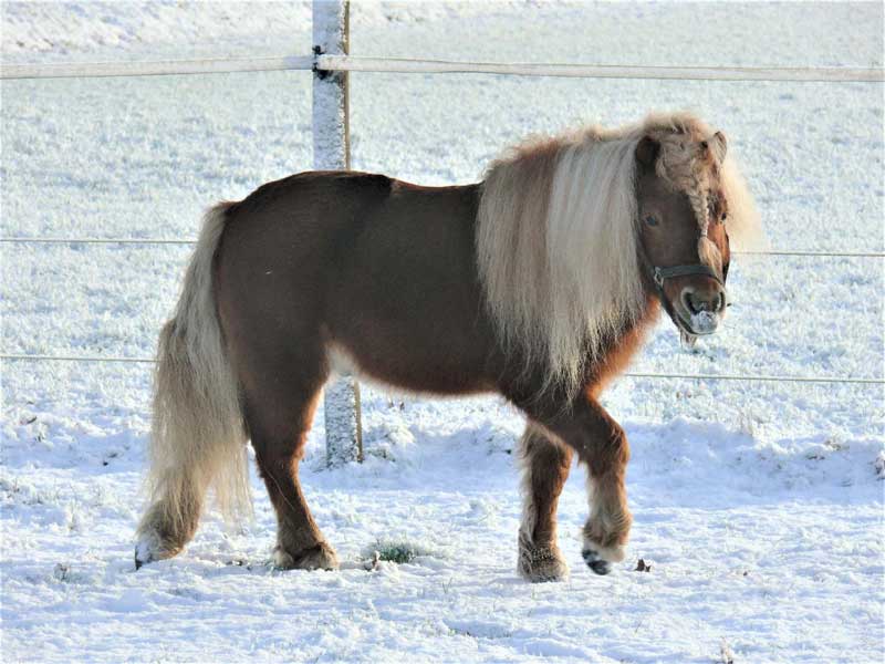 Shetland pony in the snow