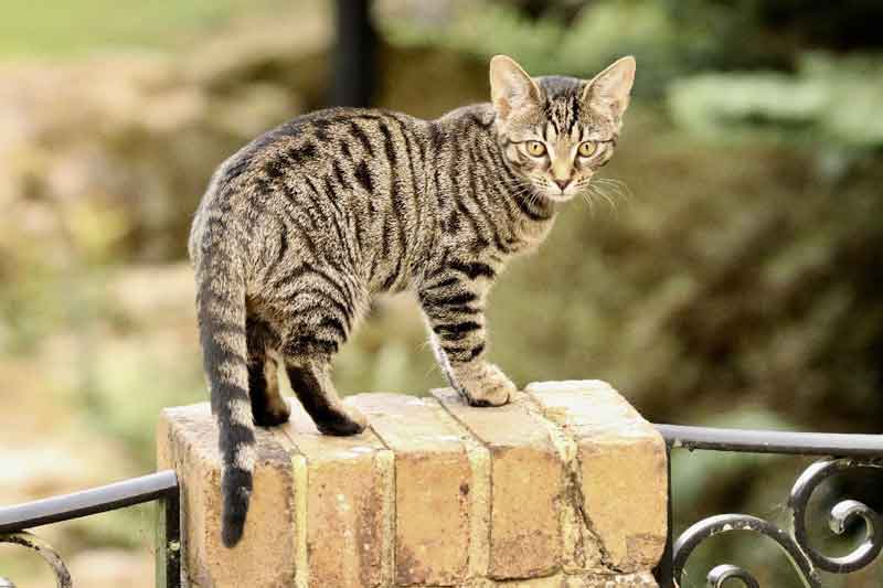 Bengal cat on fence
