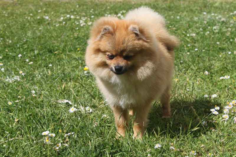 Pomeranian dog on grass