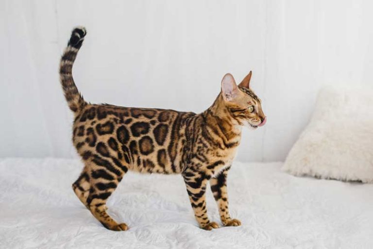 Do Bengal Cats Get Along With Regular House Cats? And Fun Facts