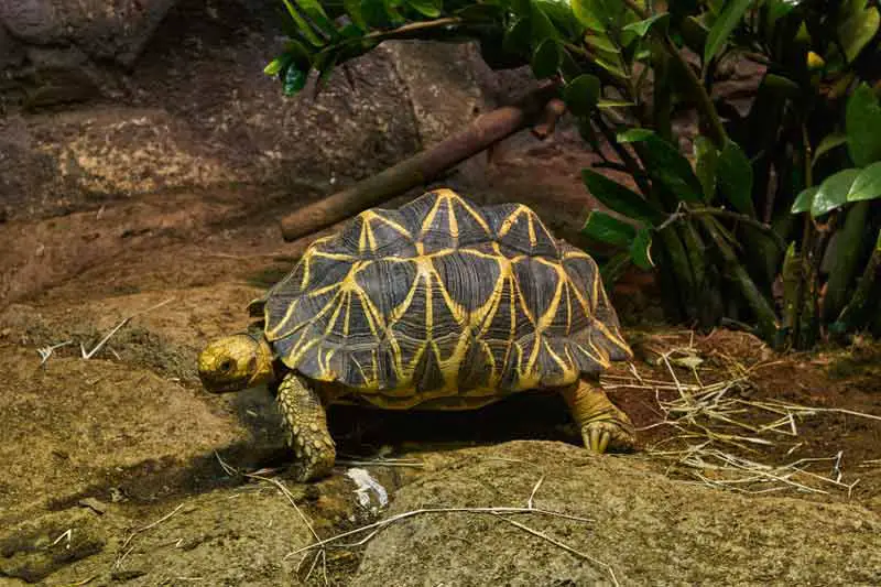 Tortoise in vivarium