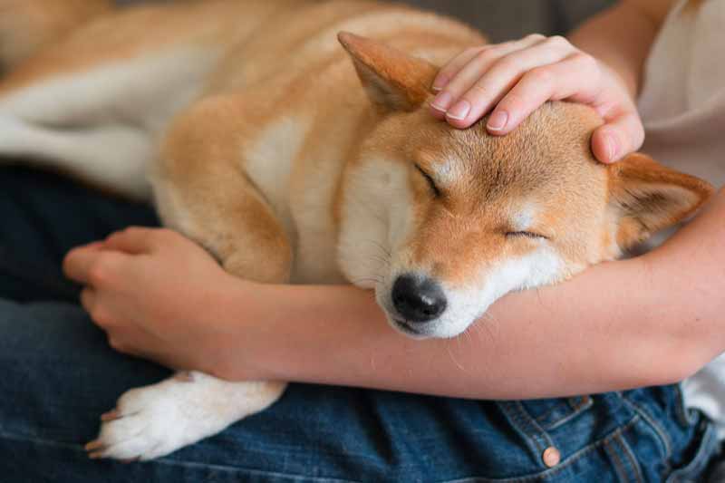 Why Do Animals Like Being Pet Benefits Of Petting Explained