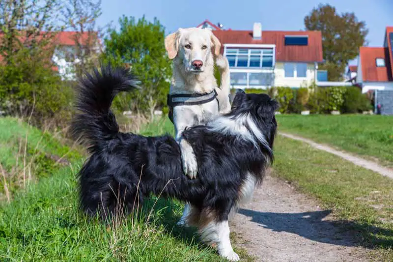 Dog standing over other dog